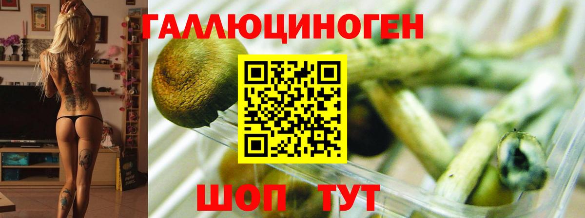 Щёлково  Галлюциногенные грибы GOLDEN TEACHER  Вход с VPN 